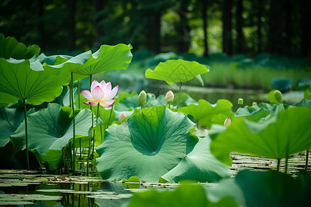 夏季荷花池图片