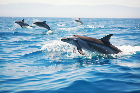 跳跃的海豚跳跃的海豚高清图片