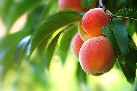 新鲜的水蜜桃高清图片