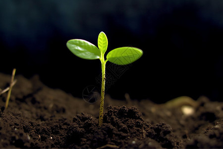 植物幼苗图片