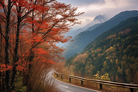 光雾山的红叶背景图片