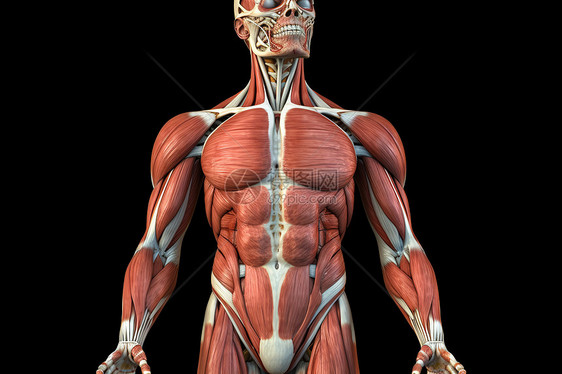 人体部分肌肉图图片