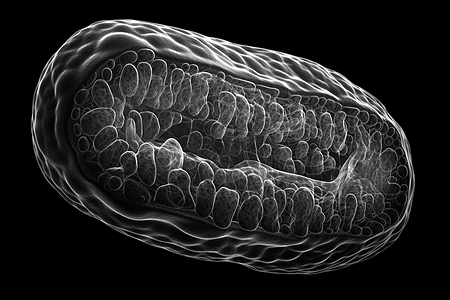电子显微镜细胞线粒体高清图片