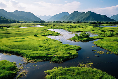 竹林流水潮湿的泥土背景