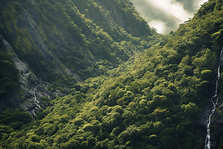 夏天森林地区图片