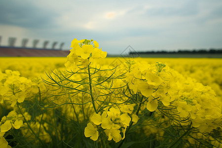 油菜花背景黄色的油菜花背景