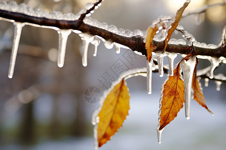 冬季户外结冰的叶子图片