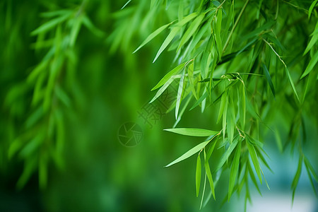 新鲜翠绿的竹子叶子图片
