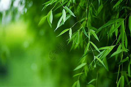 新鲜翠绿的竹枝图片