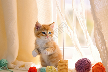 在纱帘旁玩耍的小猫图片