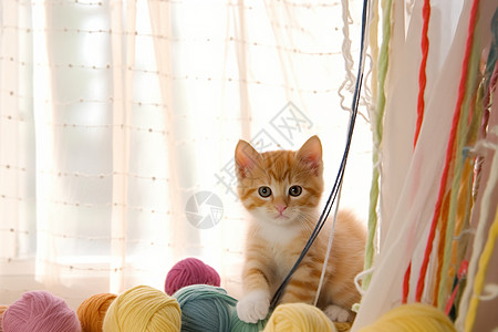 玩毛线团的小猫图片