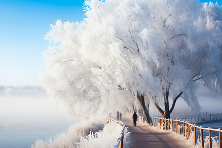 美丽的雾凇雪景图片