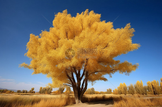 秋季金黄的胡杨图片