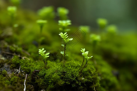 植物在苔藓上发芽图片