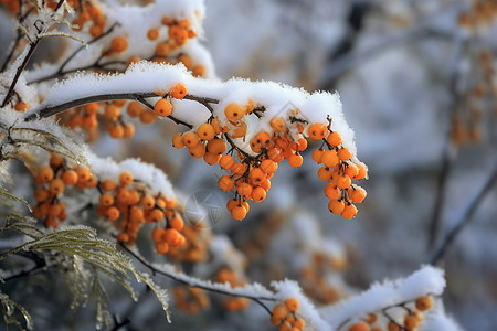 冬至节气沙棘枝和雪背景