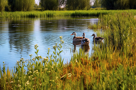 野鸭在湿地公园游泳图片