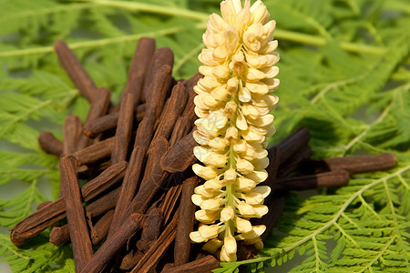 中草药小茴香织物图片