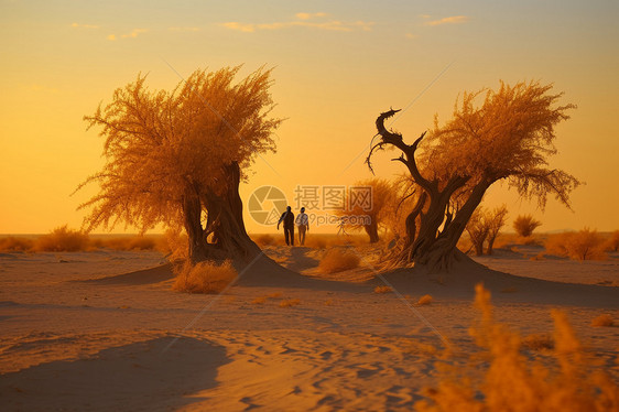 沙漠中的金黄胡杨图片