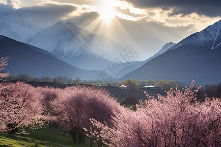 春天的桃花山谷图片