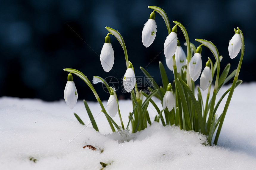 阳光下的雪莲花图片