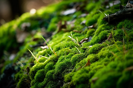 苔藓植物的特写镜头背景