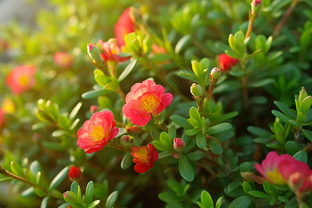 早晨花园里的马齿苋花，图片