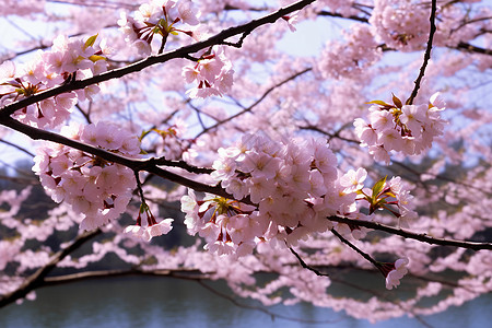 春暖盛开的樱花背景