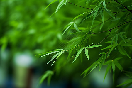 绿色的竹林竹子图片