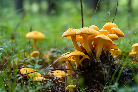 夏天生长的蘑菇高清图片