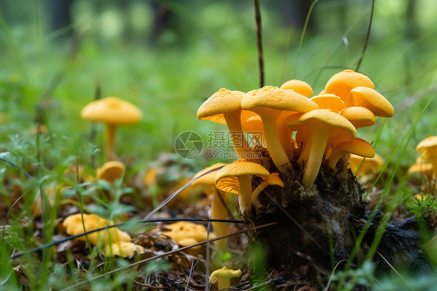 夏天生长的蘑菇图片