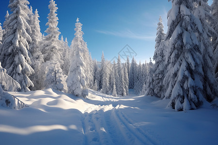 雪山上洁白的雪松景观背景图片