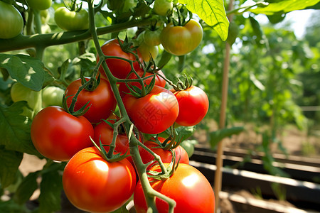 菜园里的西红柿图片