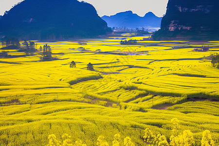 金灿灿的油菜花背景图片