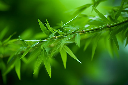 翠绿的竹叶竹叶特写高清图片