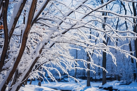 唯美的雾凇雪景图片