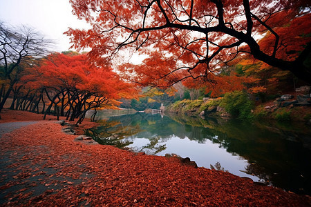 风景枫叶红枫园林景观背景图片