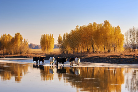 秋天树林河流湿地公园牛群图片