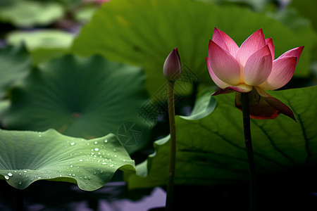 出水芙蓉图片