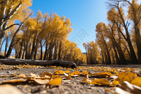 秋天的公园秋天图片高清图片