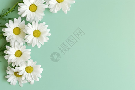 白色的小雏菊背景图片