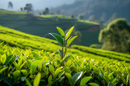 乡村的种植茶园图片