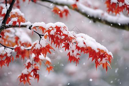 雪中的红叶图片