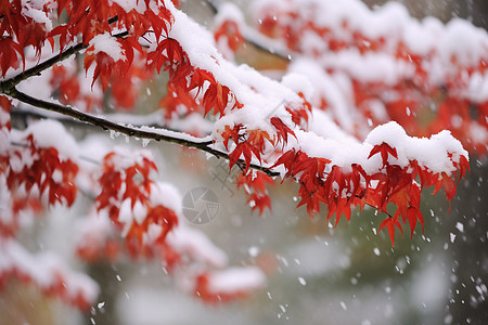 红叶上的积雪特写高清图片