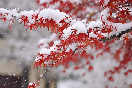 红叶上的积雪图片