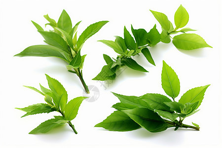 白色背景绿茶新芽春天叶子枝条植物图片
