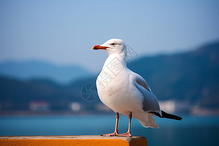 红嘴鸟站立的海鸥背景