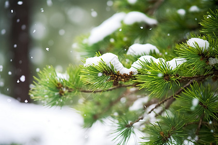 针叶树上的积雪图片