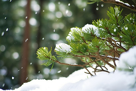 冬季针叶上的雪图片