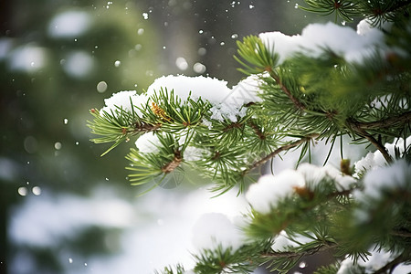 冬季树木上的雪高清图片