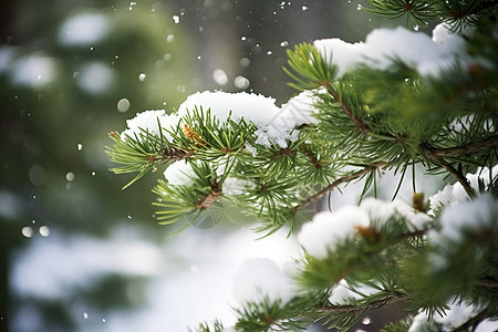 冬季树木上的雪图片